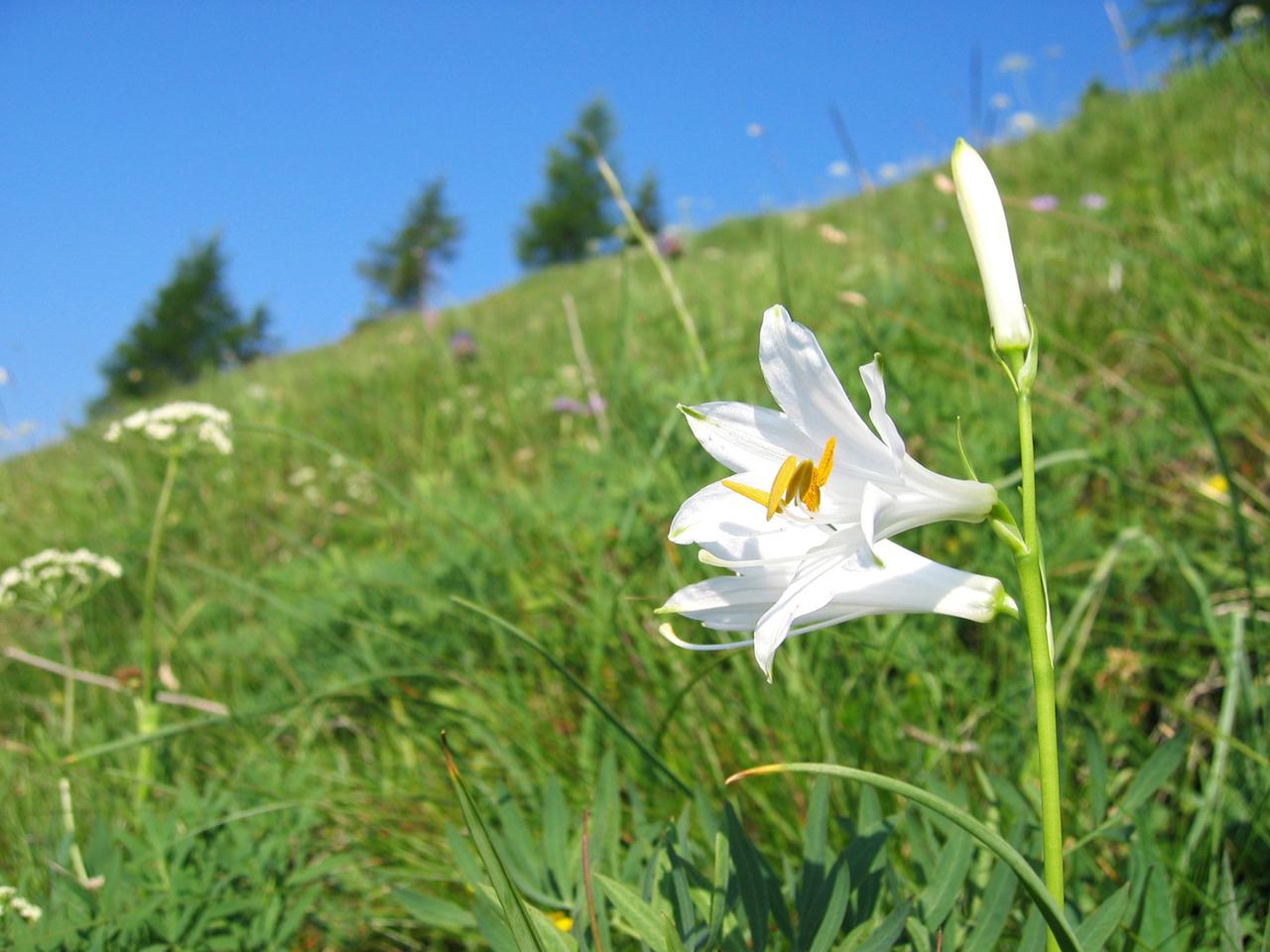 Eine weiße Blume mit gelben Blütenstempel in einer Wiese