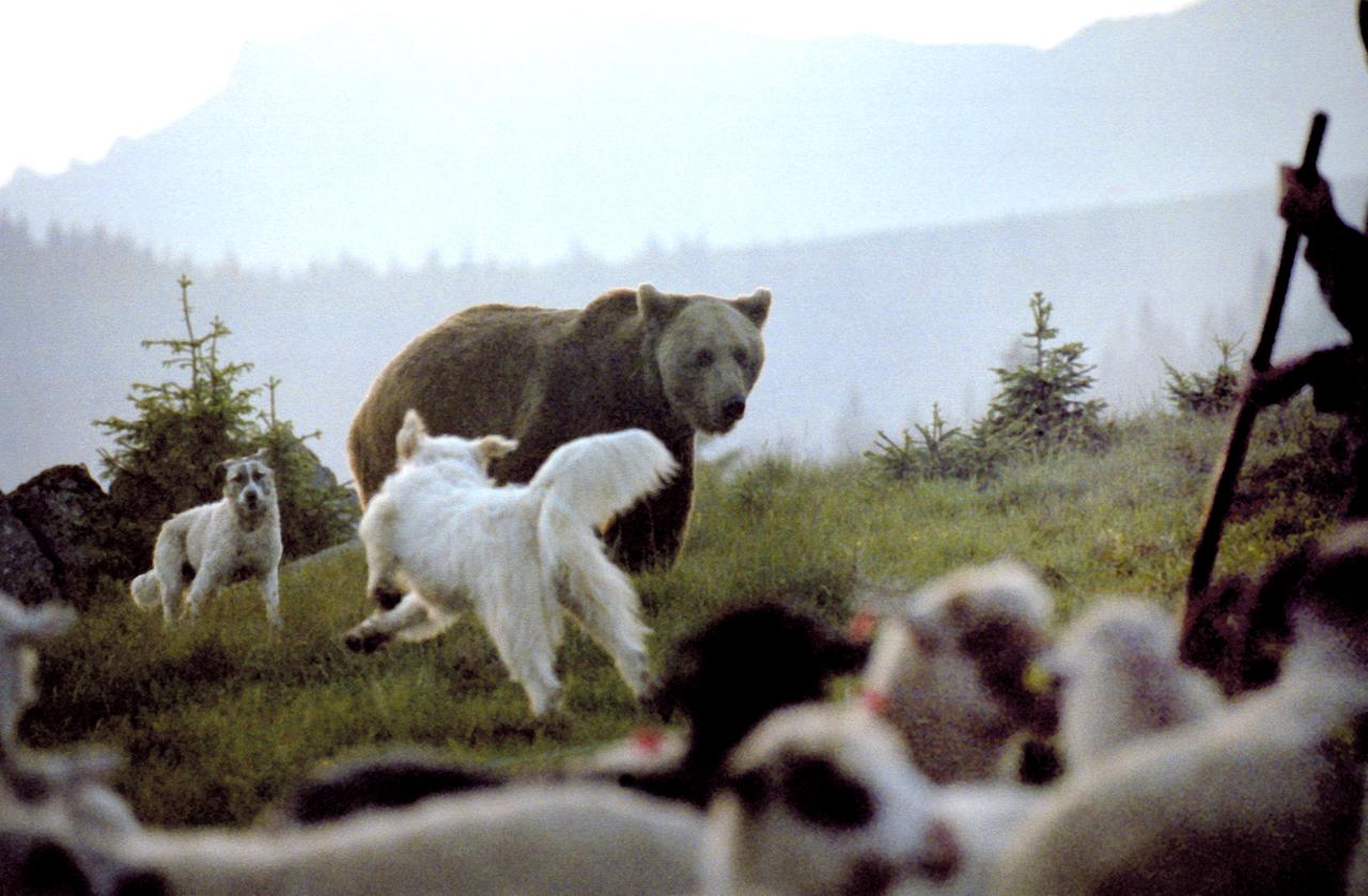 Bär zwischen Hunden