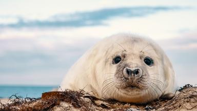 Eine neugierige Kegelrobbe reckt ihren Kopf durch die Öffnung eines Strandkorbs.