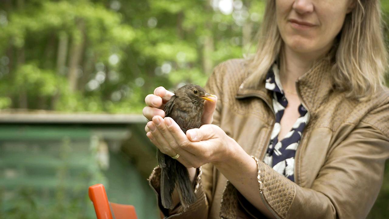 Eine Virologoin untersucht einen Wildvogel