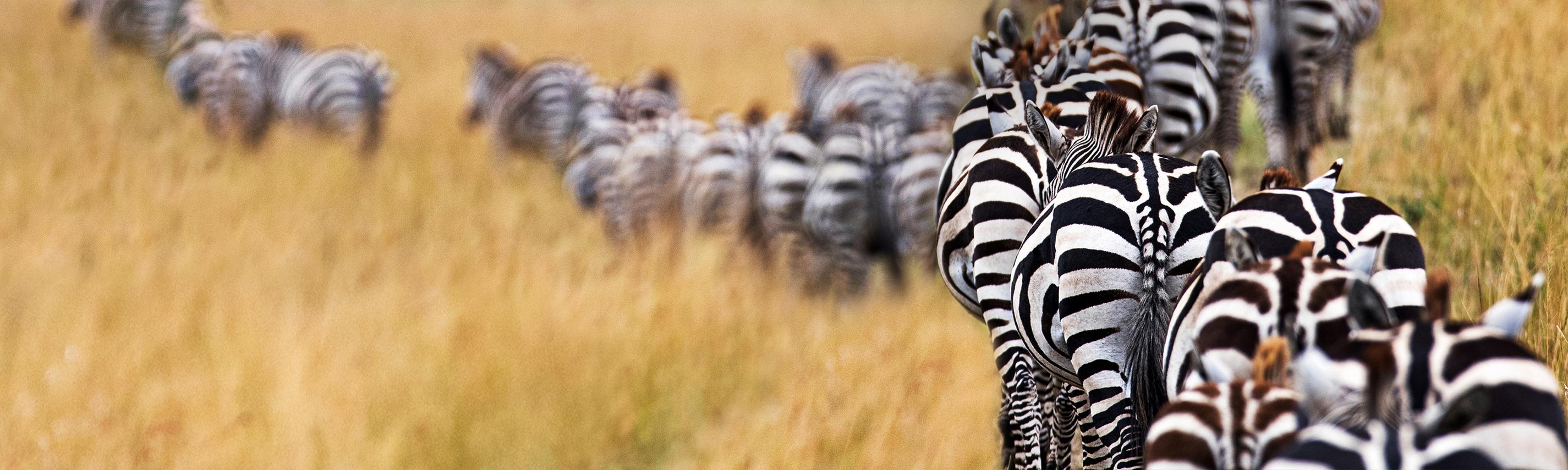 Kenia - Land der Kontraste Sendebereich Higru 2850x855
