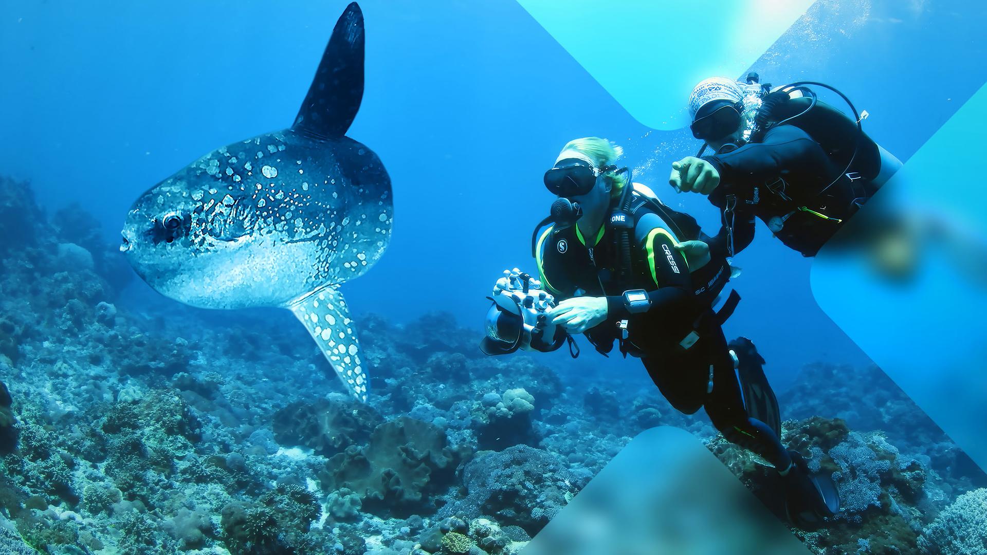 Zwei Taucher unter Wasser mit Hai