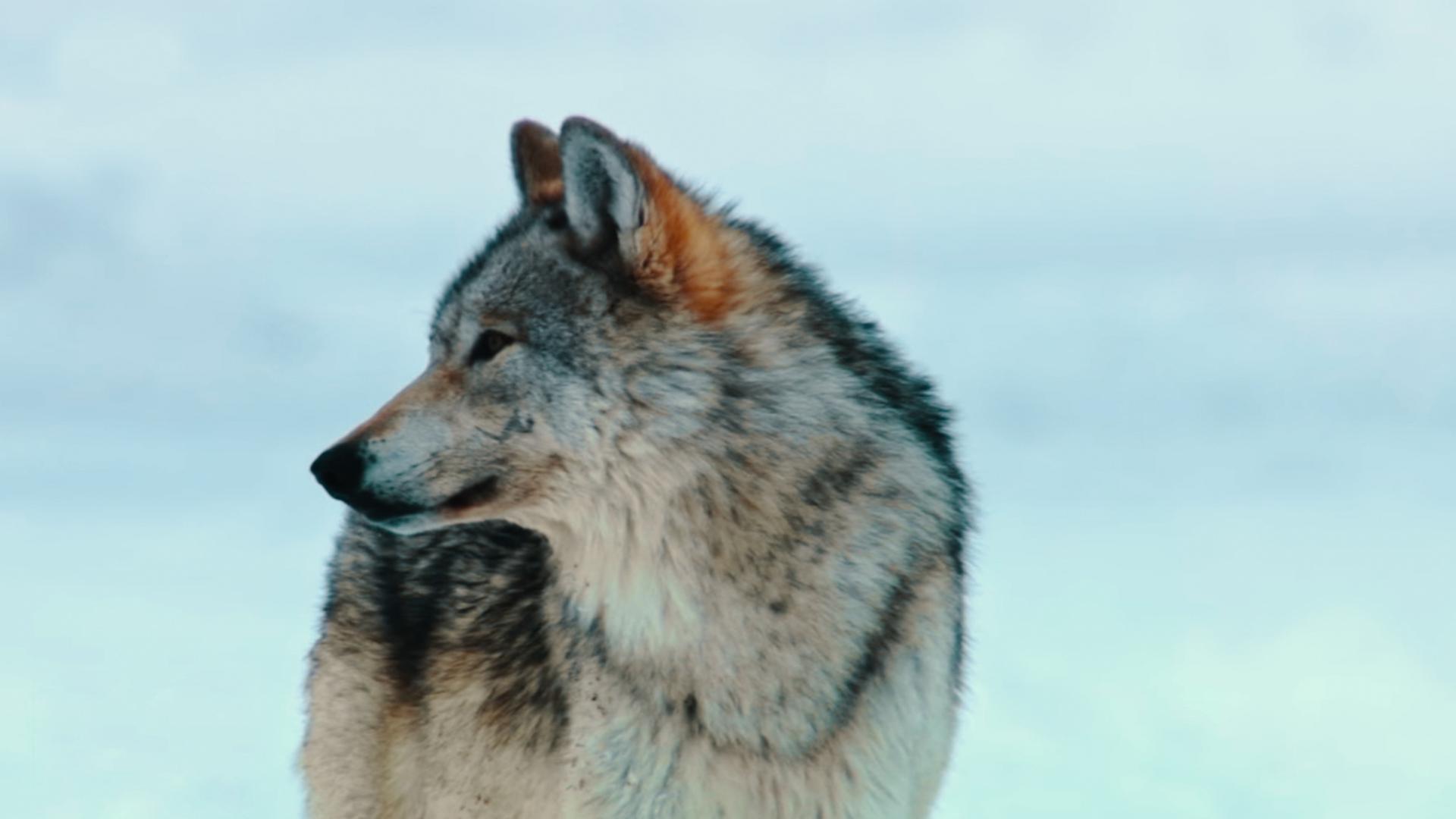 Ein Braunbär im Wald blickt in die Kamera.