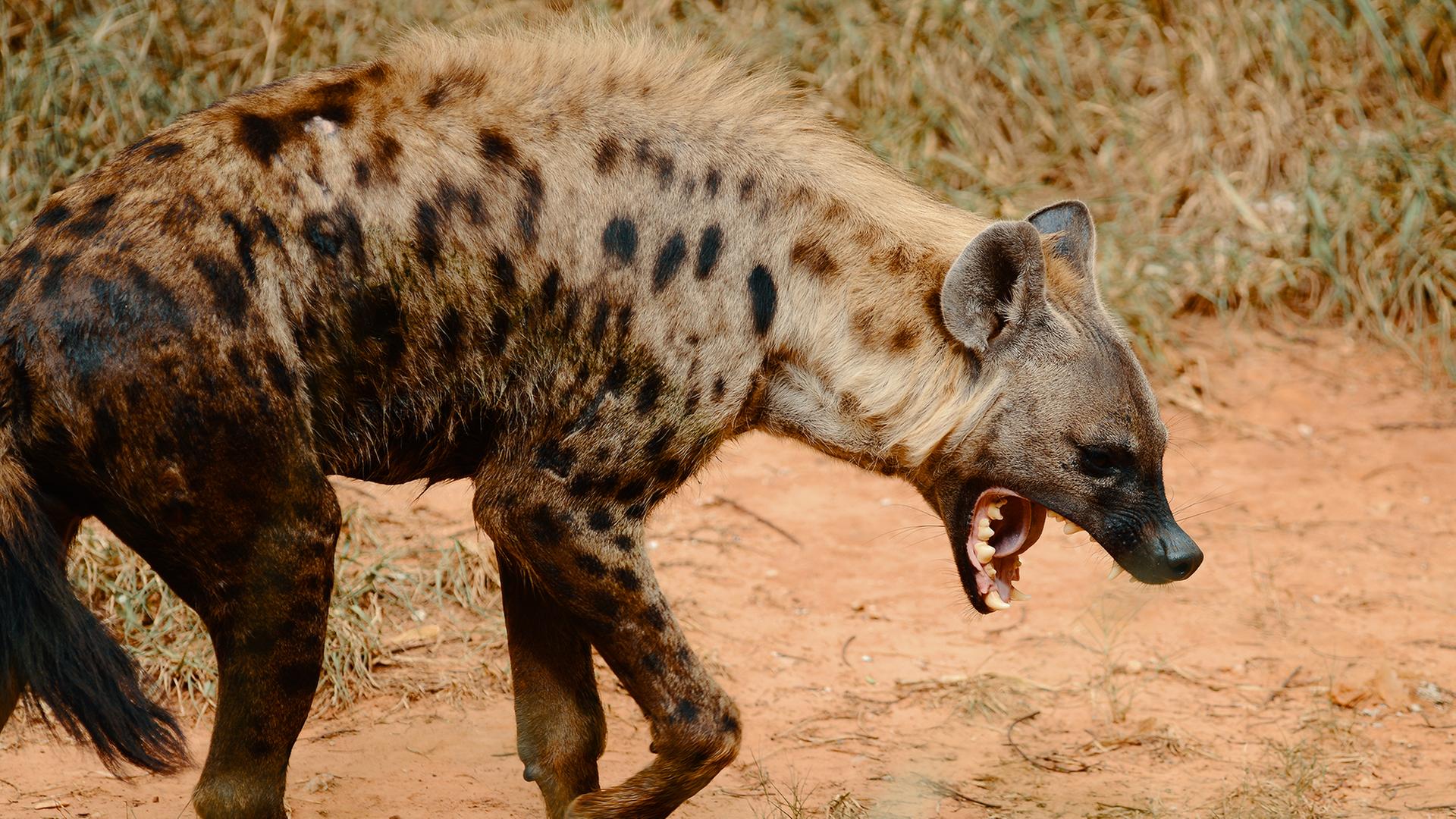 Im Hintergrund undeutlich Andreas Kieling in einem Jeep mit Kamera auf dem Knie. Im Vordergrund eine Gruppe von Hyänen.
