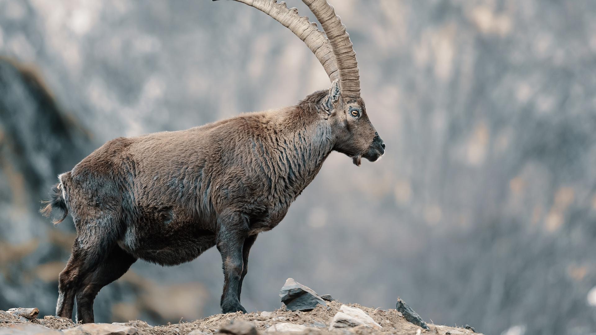 Alpensteinbock