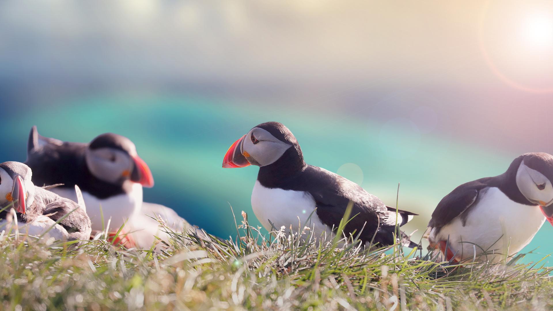 Kielings wilde Welt - Wildnis in Gefahr