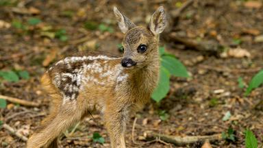 Seitlicher Anblick eines Rehkitzes