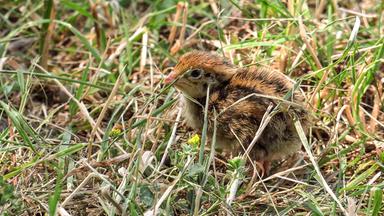Seitlicher Anblick eines Wachtelkükens im Gras