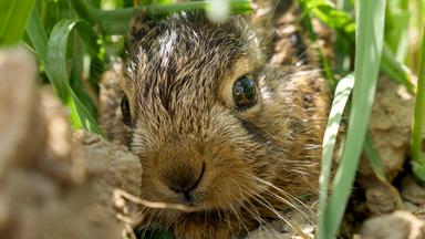 Großaufnahme eines Feldhasen zwischen Grashalmen