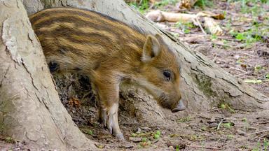 Ein Frischling zwischen zwei Baumstämmen