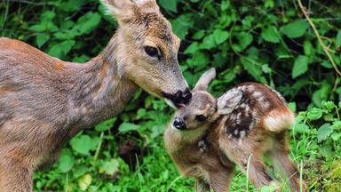 Eine Rehmutter leckt ihr Kitz am Kopf
