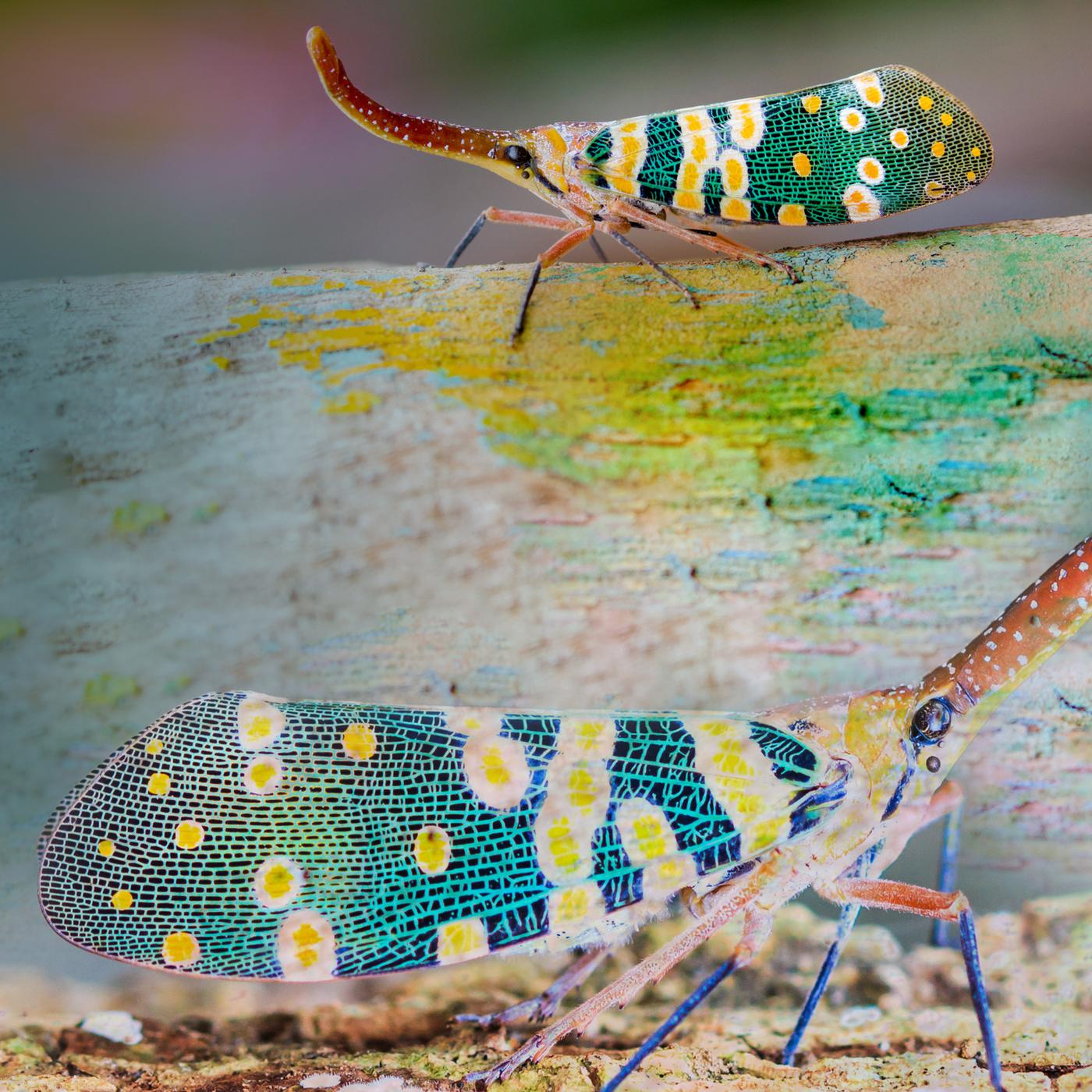 Laternenträgerzykade