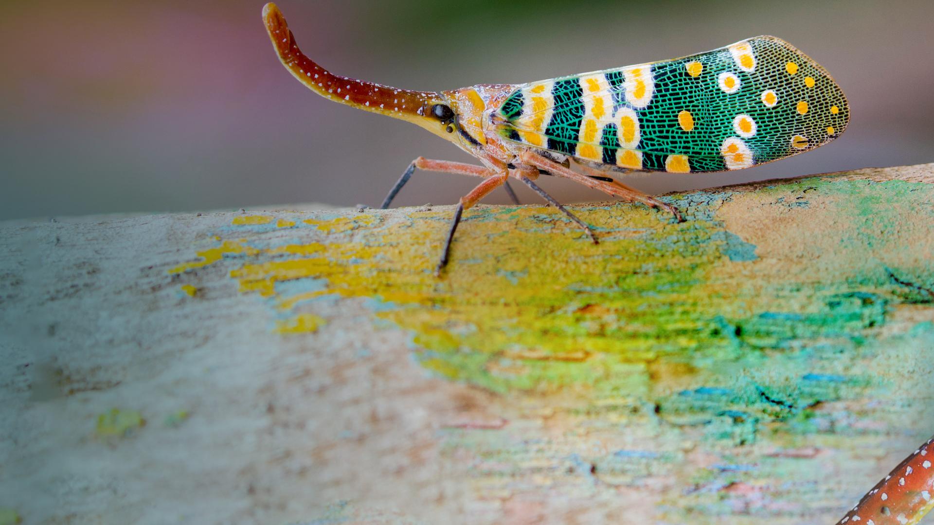 Laternenträgerzykade