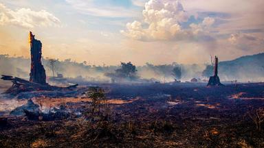 Abgebrannter Regenwald im Amazons