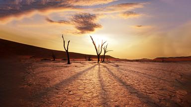tote Bäume in einer ausgetrockneten Landschaft