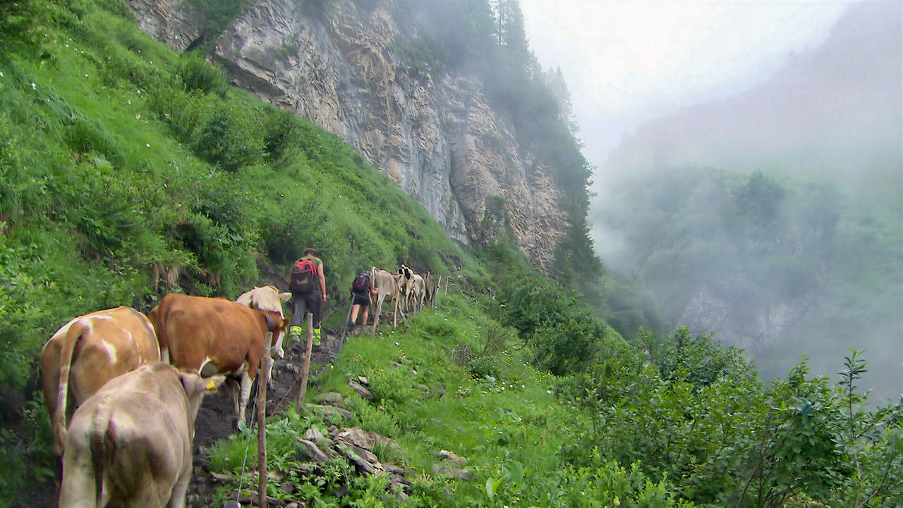 Das Bild zeigt eine Gruppe von Kühen, die an einem schmalen Pfad in den Bergen wandern. Ein Mensch mit Rucksack geht vor den Tieren. Die Umgebung ist grün, mit Felsen und Nebel im Hintergrund.