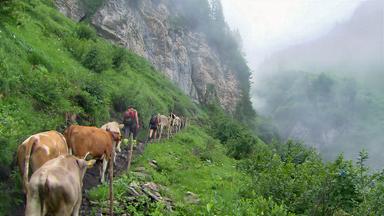Das Bild zeigt eine Gruppe von Kühen, die an einem schmalen Pfad in den Bergen wandern. Ein Mensch mit Rucksack geht vor den Tieren. Die Umgebung ist grün, mit Felsen und Nebel im Hintergrund.