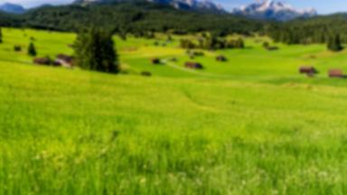 Alpenwiese mit Berg im Hintergrund
