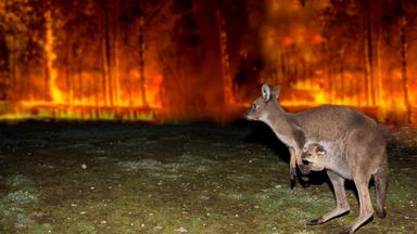 "Koala, Wombat & Co.": Eine Kängurumutter flieht mit ihrem Jungen im Beutel vor dem australischen Buschfeuer.