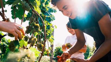 Ein Mann und eine Frau ernten Trauben.