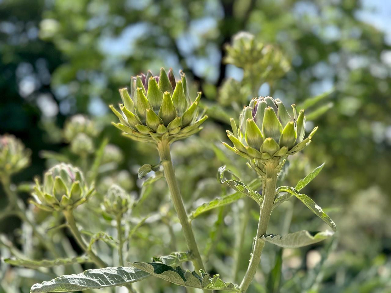Das Bild zeigt eine Nahaufnahme von Blütenständen der Artischocke in den Royal Botanical Gardens in Madrid. Die Artischocken befinden sich auf langen, grünen Stängeln und sind in verschiedenen Wachstumsstadien zu sehen. Die Knospen sind überwiegend grün mit einem Hauch von Lila an den Rändern. Im Hintergrund sind unscharfe grüne Blätter zu erkennen, die auf einen bewaldeten Bereich hinweisen. Das Licht ist hell und lässt die Farben lebendig erscheinen. Insgesamt vermittelt das Bild einen Eindruck von Frische und der Schönheit der Natur in einem botanischen Garten.