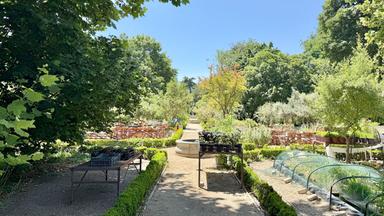 Das Bild zeigt einen Teil des Königlichen Botanischen Gartens in Madrid an einem sonnigen Tag. Im Vordergrund verläuft ein breiter, sandiger Spazierweg, der von niedrigen, grünen Hecken gesäumt ist. Auf beiden Seiten des Weges befinden sich verschiedene Pflanzen und Bäume, die in voller Blüte stehen.   Links und rechts des Gehwegs sind Tische aufgestellt, auf denen zahlreiche Pflanzen in schwarzen Töpfen stehen. Im Hintergrund sind weitere Pflanzenarrangements, sowie Holzbänke zu sehen. Über dem Garten erstreckt sich ein strahlend blauer Himmel ohne Wolken. Die gesamte Szene vermittelt eine ruhige und einladende Atmosphäre.