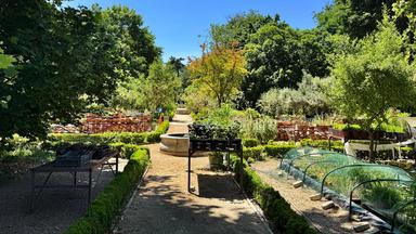 Das Bild zeigt einen Teil des Königlichen Botanischen Gartens in Madrid an einem sonnigen Tag. Im Vordergrund verläuft ein breiter, sandiger Spazierweg, der von niedrigen, grünen Hecken gesäumt ist. Auf beiden Seiten des Weges befinden sich verschiedene Pflanzen und Bäume, die in voller Blüte stehen.   Links und rechts des Gehwegs sind Tische aufgestellt, auf denen zahlreiche Pflanzen in schwarzen Töpfen stehen. Im Hintergrund sind weitere Pflanzenarrangements, sowie Holzbänke zu sehen. Über dem Garten erstreckt sich ein strahlend blauer Himmel ohne Wolken. Die gesamte Szene vermittelt eine ruhige und einladende Atmosphäre.