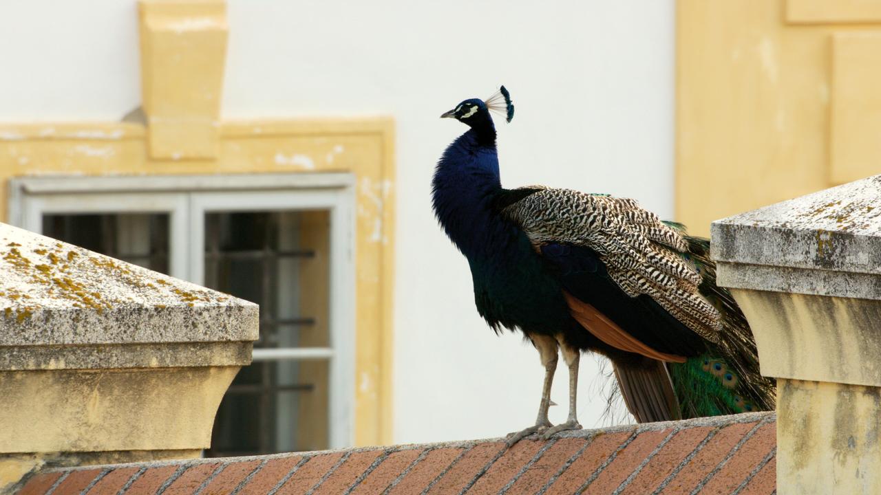 Das Bild zeigt einen Pfau, der auf einer Mauer sitzt. Der Pfau hat ein prächtiges Gefieder, das in verschiedenen Blau- und Grüntönen schimmert. Sein Kopf ist mit einem langen, filigranen Federkamm geschmückt. Im Hintergrund sind Teile eines Gebäudes sichtbar, das mit hellem Putz und gelben Akzenten gestaltet ist. Ein Fenster mit einem Gitternetz ist ebenfalls erkennbar. Die Umgebung scheint ein Gartenbereich zu sein, wahrscheinlich in den königlichen Gärten von Schloss Hof. Die Mauer, auf der der Pfau sitzt, ist aus Ziegelsteinen und hat eine leicht erodierte Oberfläche, die anzeigt, dass sie schon länger dort ist.
