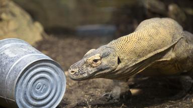 Jugendlicher Komodo-Waran schnüffelt an einem Blecheimer auf dem Gehegeboden