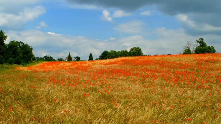 Kornfeld im Sommer mit Mohn