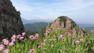 Eine Blumenwiese, im Hintergrund Berge.  