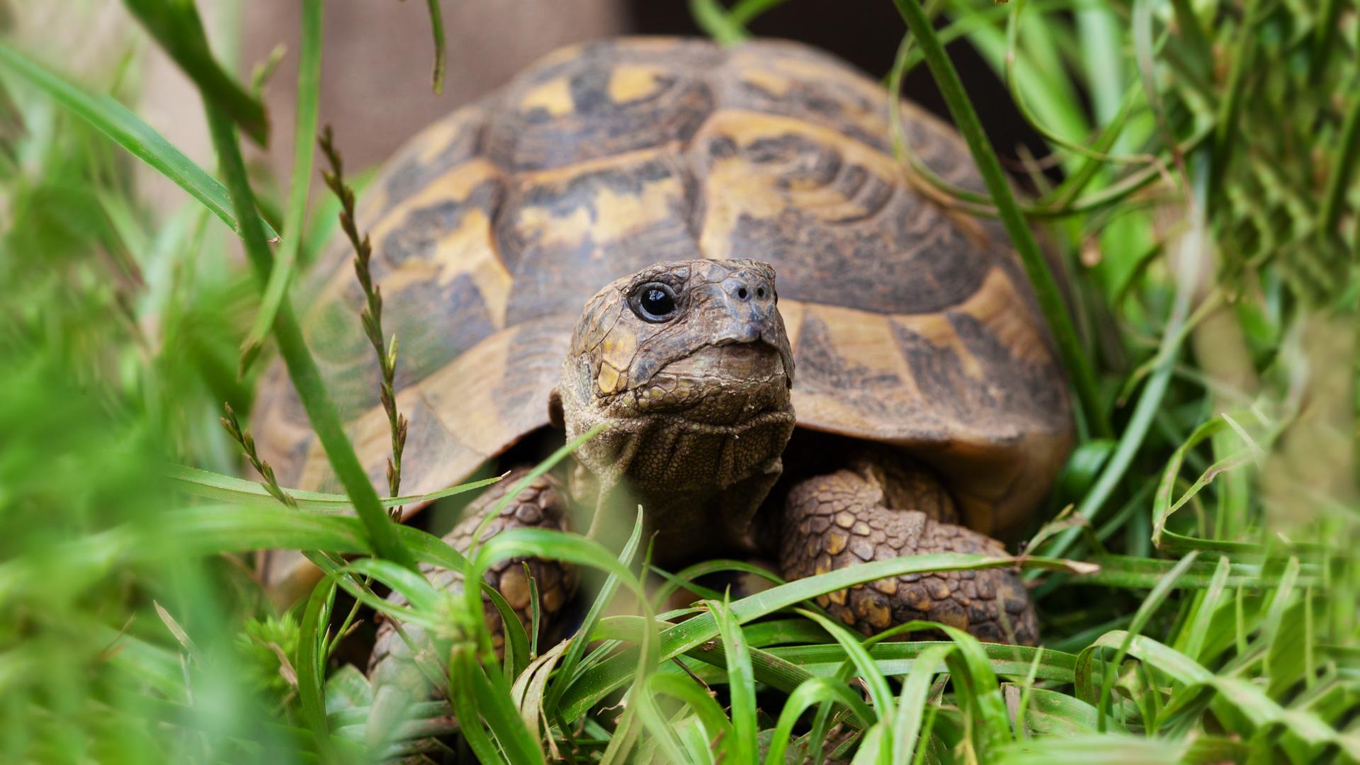 Hermann Schildkröte.