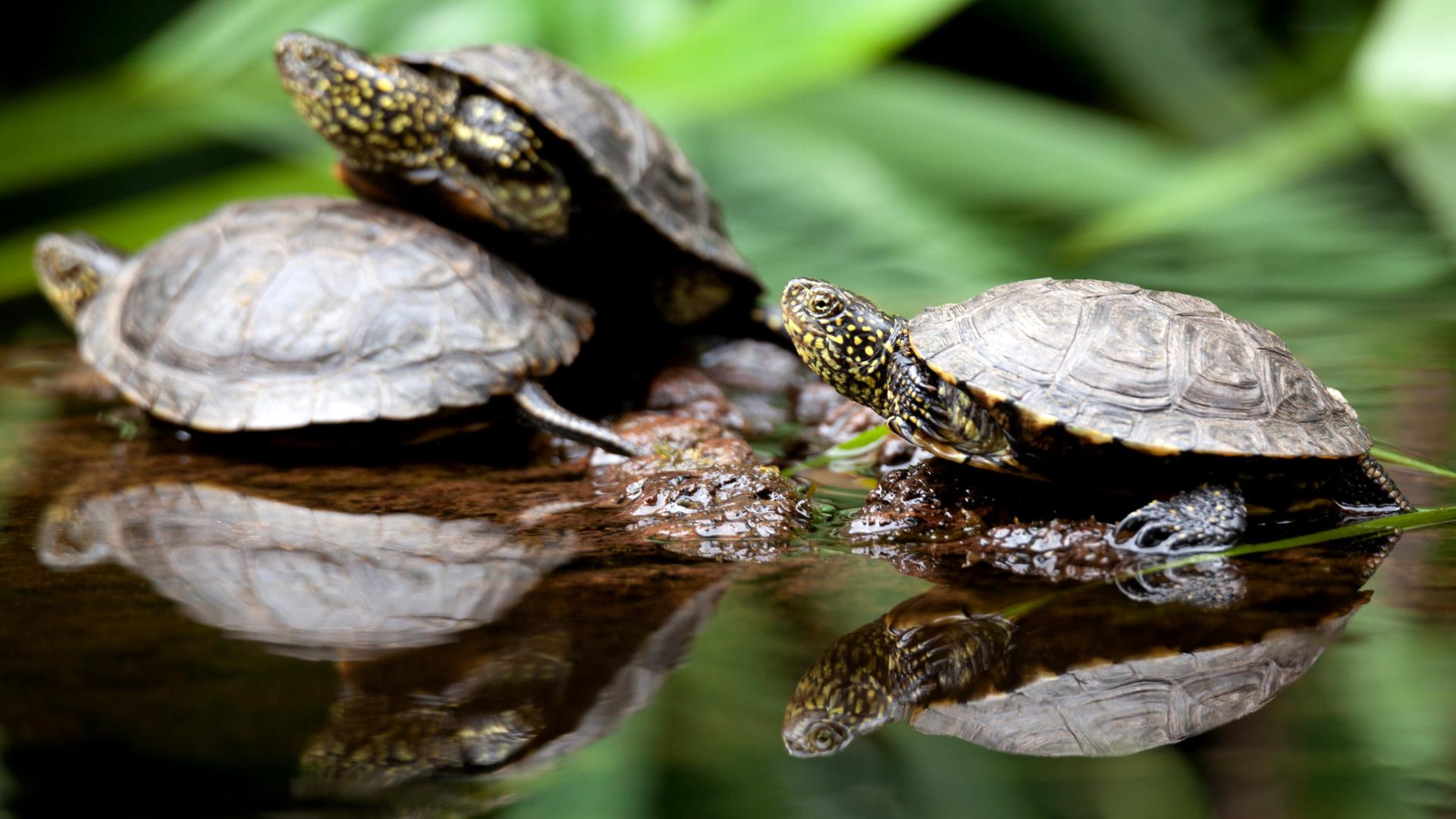 Europäische Sumpfschildkröten.  