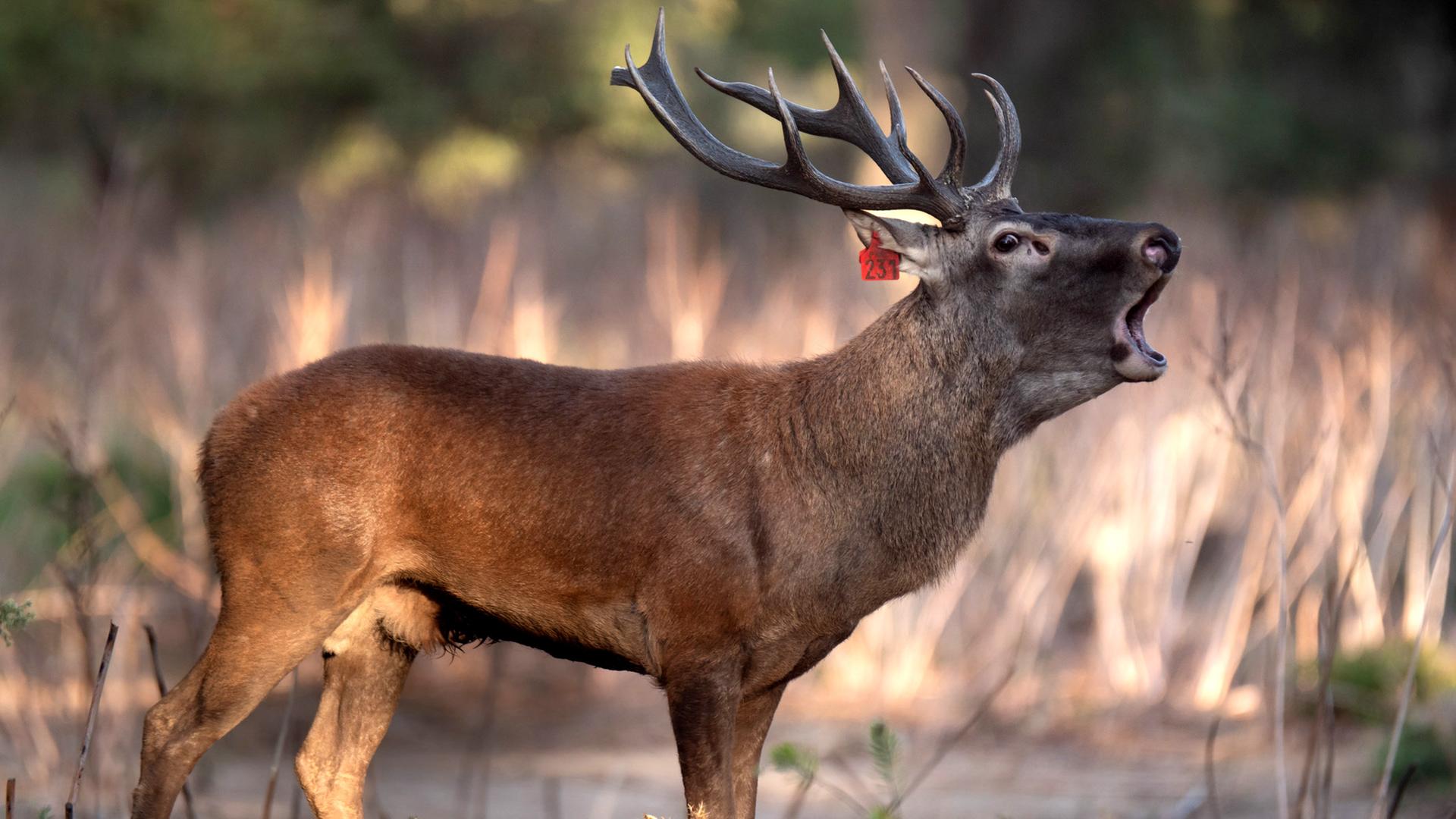 Korsischer Rothirsch während der Brunftzeit.