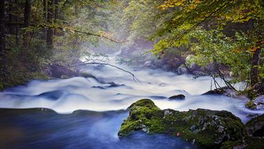 ein reißendes Gebirgsbächchen von Wald umrahmt