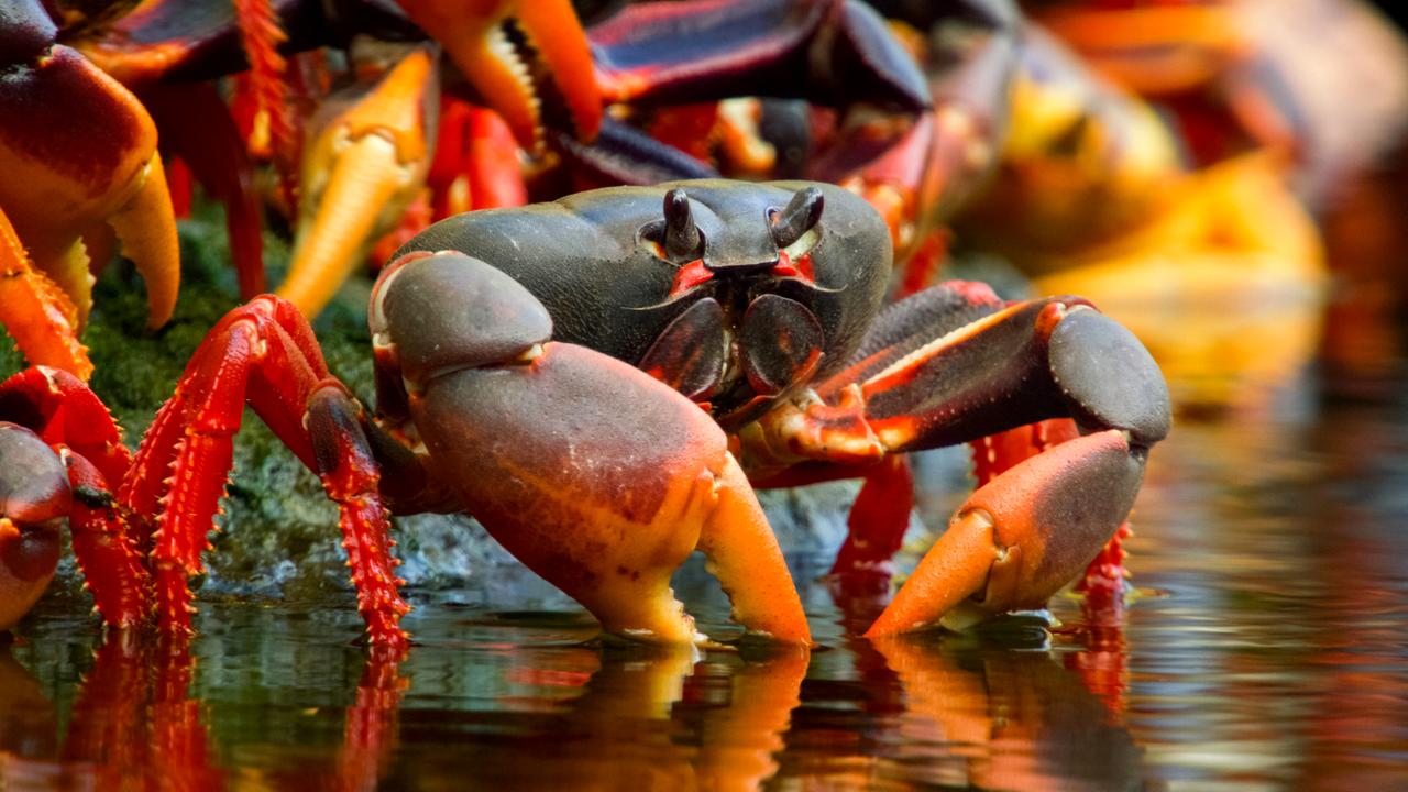 Landkrabben in der Schweinebucht. 