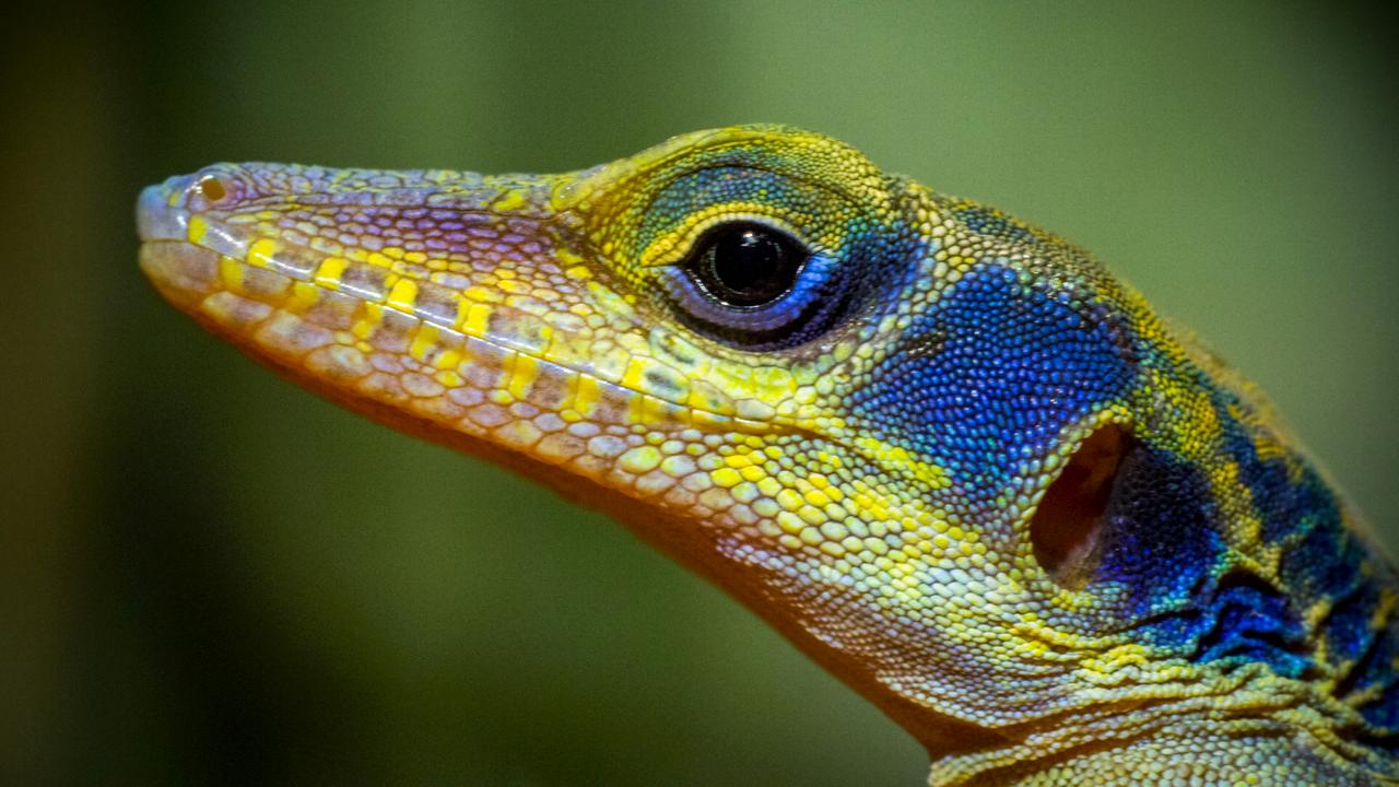 Anolis (Saumfingerechsen)
