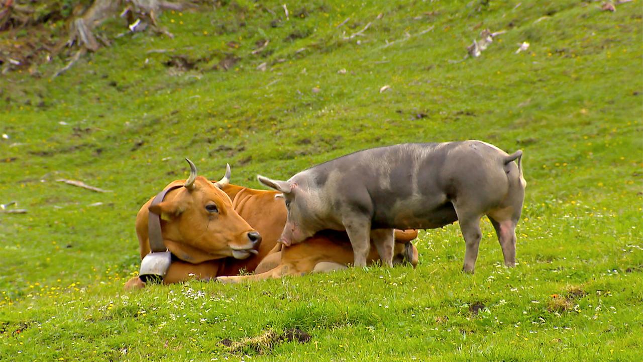 "Natur-Kino" auf der Oberbrunn Alm im Karwende