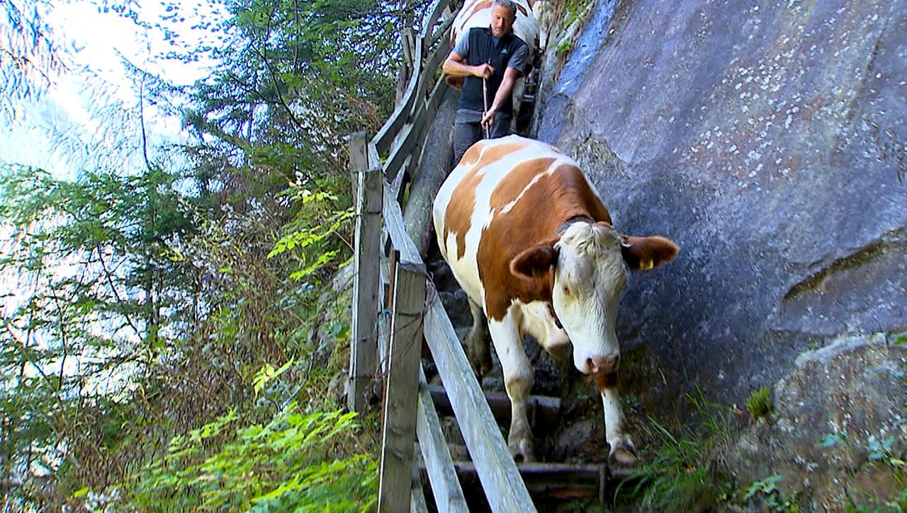 Von der Zillertaler Bodenalm müssen die Kühe über uralte, steile Steinstufen ins Tal klettern. Danach haben sie Muskelkater.