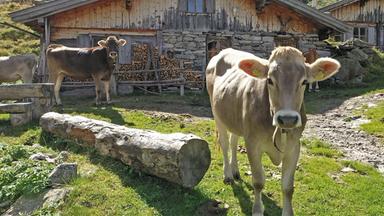 Kühe auf der Alm
