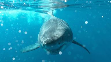 Ein Weißer Hai schwimmt durch Wasser.