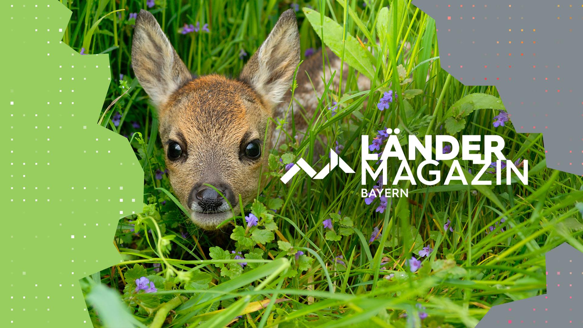 Ein junges Reh liegt in einer blühenden Wiese mit hohem Gras.