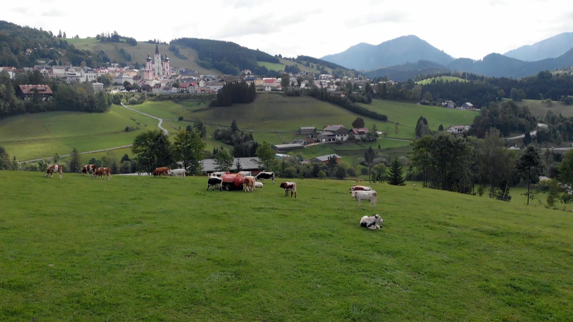 Das Bild zeigt eine ländliche Szene im Mariazellerland, einer Region in Österreich. Im Vordergrund erstreckt sich eine grüne Wiese auf der mehrere Kühe grasen. Einige Tiere liegen entspannt auf dem Boden, während andere sich aktiv bewegen. In der Mitte des Bildes sieht man einen roten landwirtschaftlichen Anhänger.  Im Hintergrund befindet sich die Stadt Mariazell, die von sanften Hügeln umgeben ist. Die markante Basilika von Mariazell mit ihren zwei Türmen ist ein auffälliges Merkmal der Stadt. Darüber hinaus sind mehrere Häuser und Gebäude in einer landschaftlichen Umgebung sichtbar. Die Hintergründe bilden Pflanzen, Bäume und sanfte Hügel, die sich bis zu den Bergen im Hintergrund erstrecken.  Der Himmel ist teilweise bewölkt, was der Szenerie eine ruhige, ländliche Atmosphäre verleiht. Die Gesamterscheinung vermittelt einen Eindruck von Naturverbundenheit und traditionellem ländlichem Leben.