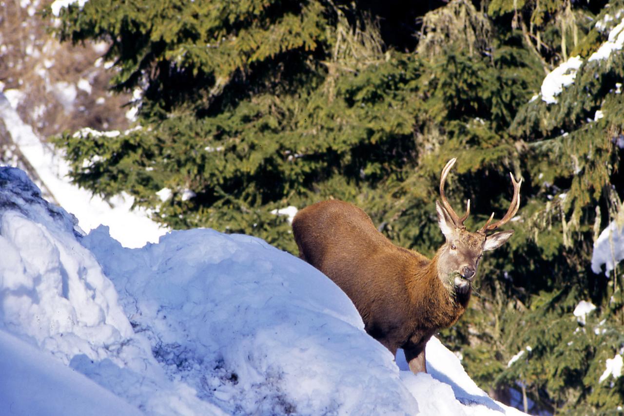 Ein Hirsch auf einem Schneehang