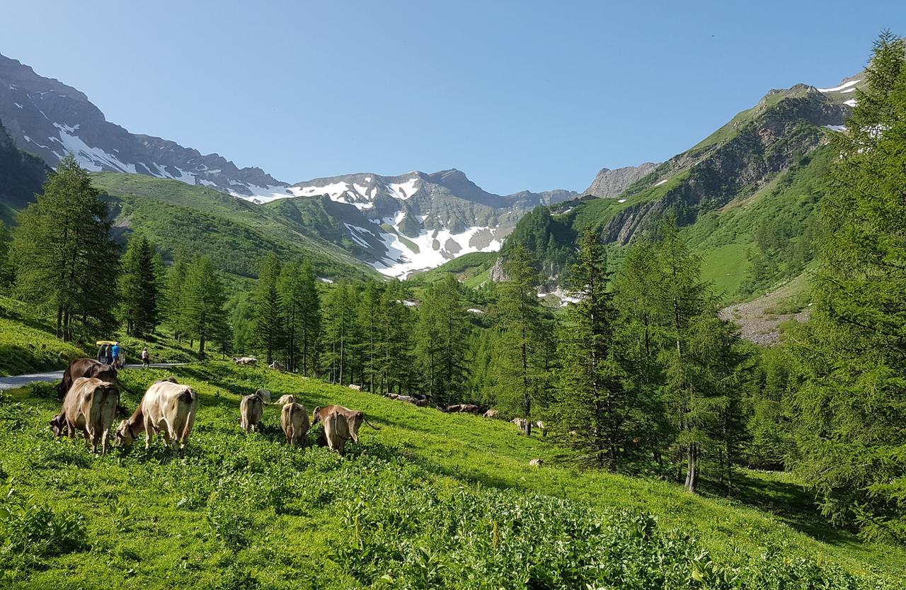 Das Bild zeigt eine alpine Landschaft in Liechtenstein. Im Vordergrund grasen mehrere Kühe auf einer grünen Wiese, die von frischem Gras und kleinen Pflanzen bedeckt ist. Die Kühe sind überwiegend hellbraun. Auf der linken Seite sind einige Menschen zu sehen, die einen schmalen Weg entlanggehen, der sich durch die Landschaft schlängelt.  Im Hintergrund erhebt sich eine majestätische Berglandschaft mit schneebedeckten Gipfeln und steilen Hängen, die teilweise mit Bäumen bewachsen sind. Der Himmel ist klar und blau, was die sonnige Atmosphäre des Tages unterstreicht. Die gesamte Szene strahlt eine ruhige und unberührte natürliche Schönheit aus, die typisch für die Region ist.