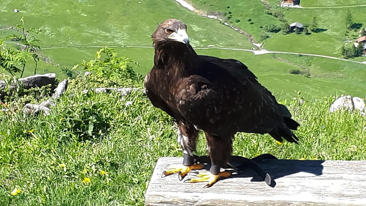 Auf dem Bild ist ein Falke, spezifisch ein Weibchen des Typs Taiga, zu sehen. Der Vogel steht auf einem hölzernen Podest und hat eine bräunliche Federfärbung mit helleren Bereichen an Kopf und Schnabel. Ihre Augen sind orangebraun und blicken konzentriert in die Umgebung. Die Krallen sind kräftig und schwarz.   Im Hintergrund erstreckt sich eine grüne, hügelige Landschaft mit vereinzelten kleinen, rustikalen Gebäuden, die typisch für alpine Regionen sind. Der Himmel ist klar und sonnig, was das Bild hell und einladend erscheinen lässt.   Das Bild vermittelt ein Gefühl von Naturverbundenheit und zeigt die Schönheit der Umgebung in Liechtenstein, die Teil des besonderen Wanderweges ist, der die elf Gemeinden des Landes verbindet.
