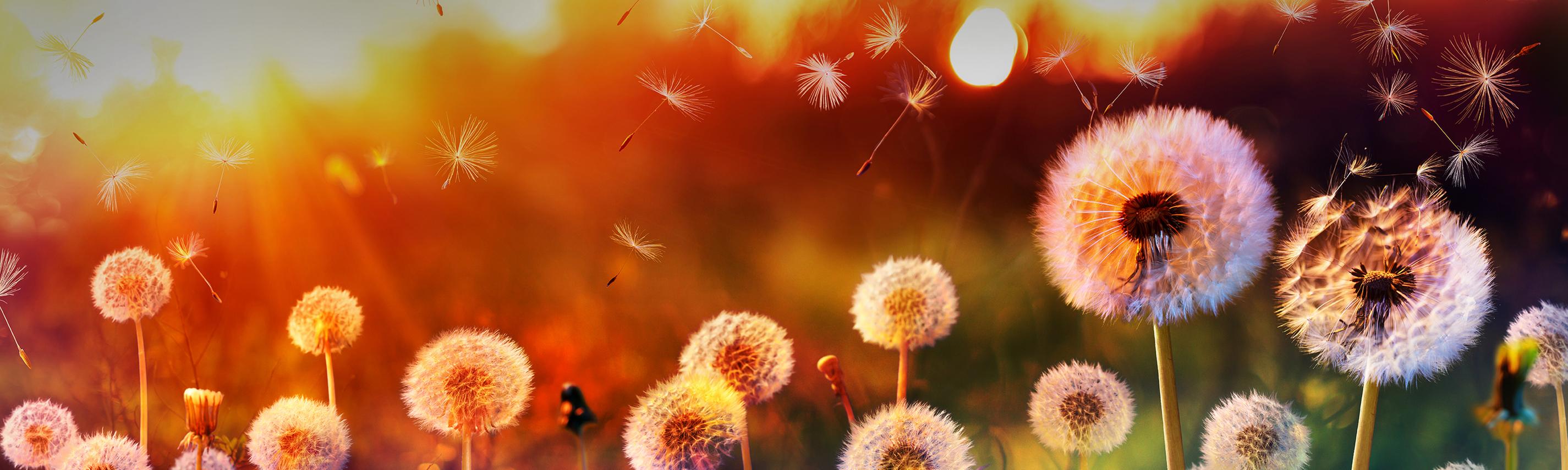 Lilly Schoenauer Sendebereich Higru 2850x855