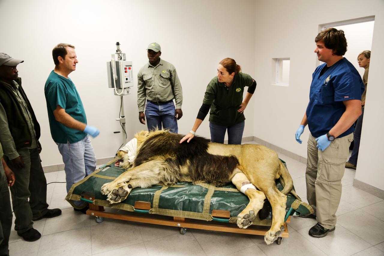 der riesige loewe kongo in narkose bei einer roentgenuntersuchung im veterinärzentrum von lionsrock.