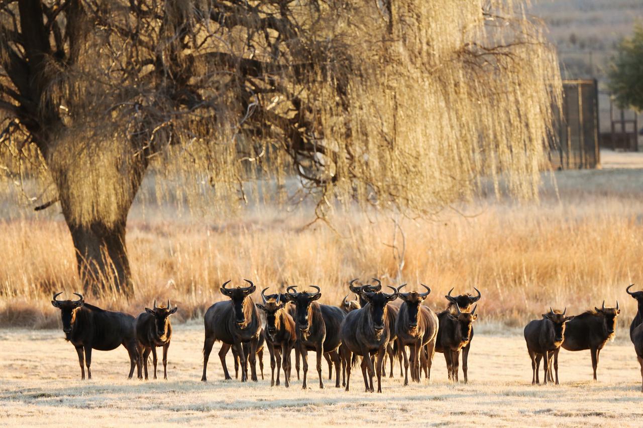 gnus im suedafrikanischen winter