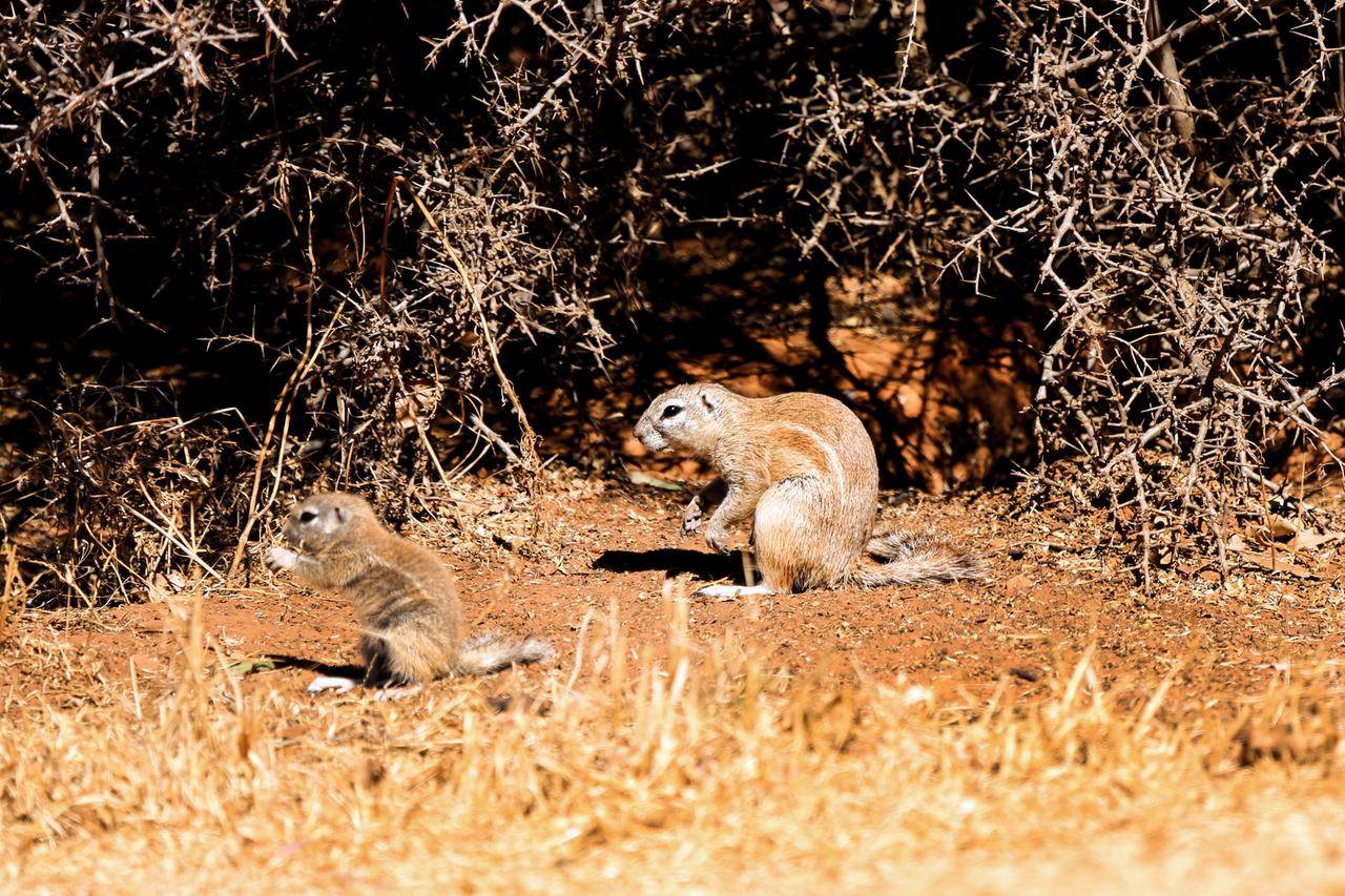 die vielen erdhoernchen haben den boden rund um den lionsrock weitgehend unterminiert